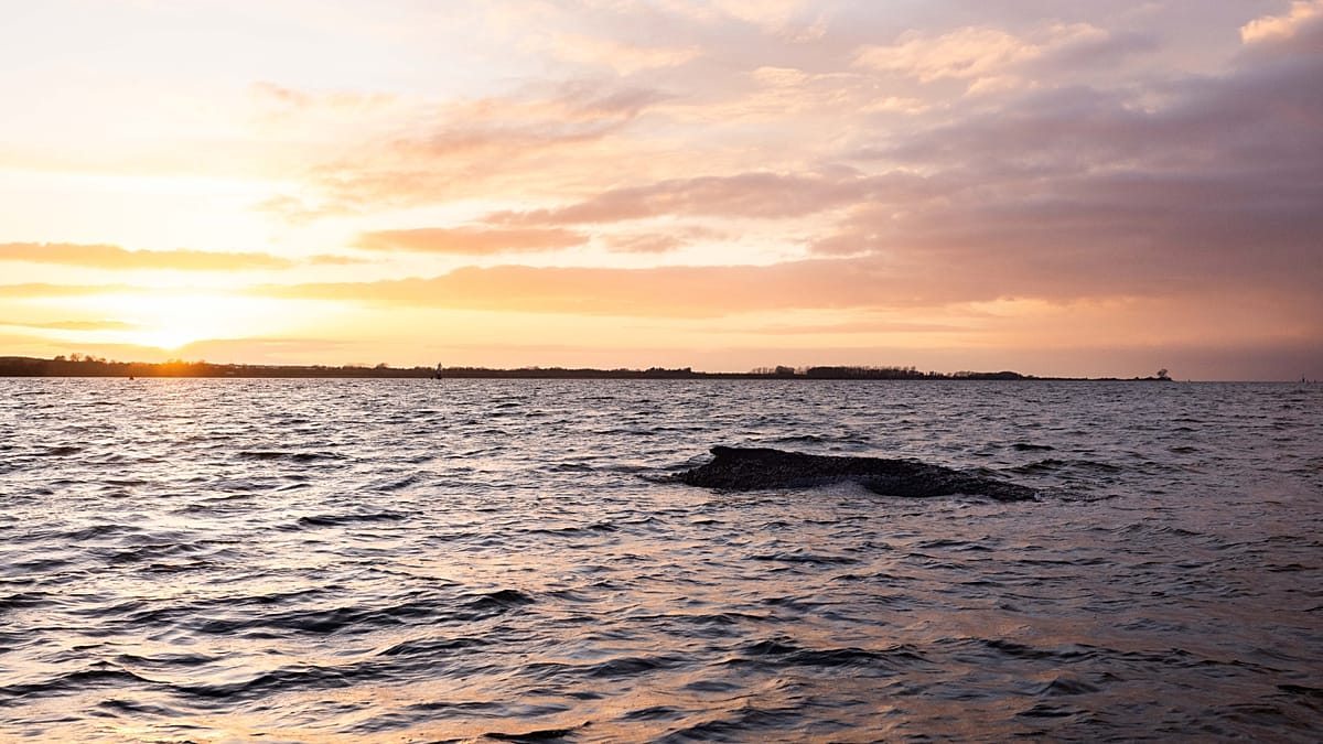 Whale Timmy: Can whale songs still save him? Biologist prepares autopsy