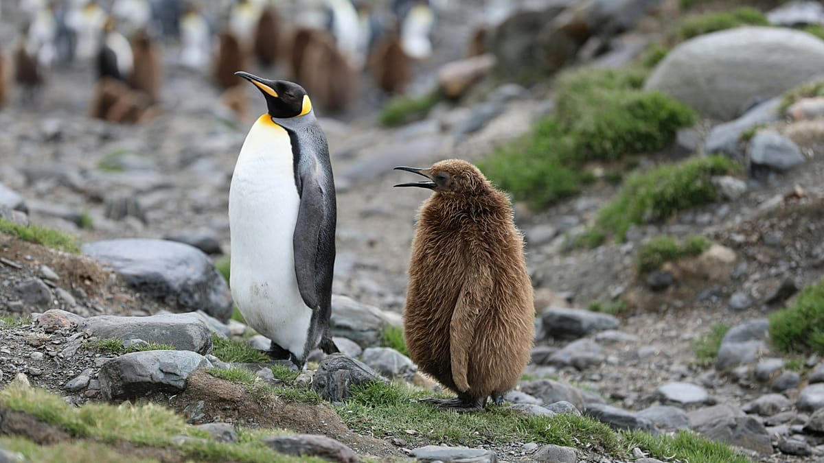 Drowned chicks and food scarcity: Emperor penguin and Antarctic fur seal now endangered