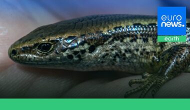 World's rarest lizards were on the brink of extinction until New Zealand conservationists stepped in