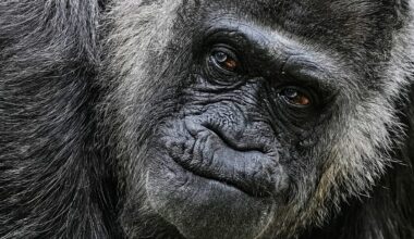 Oldest gorilla in captivity celebrates 69th birthday in Berlin Zoo