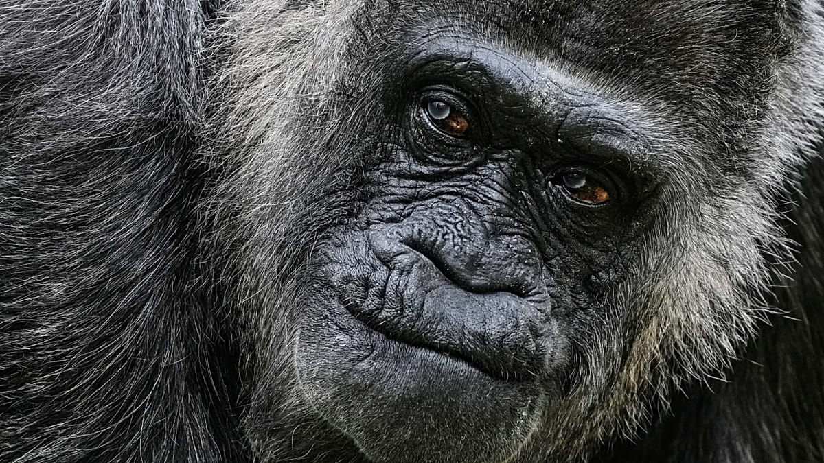Oldest gorilla in captivity celebrates 69th birthday in Berlin Zoo