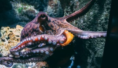 Inside the weird world of octopus sex as scientists find sensory arm that can deposit sperm