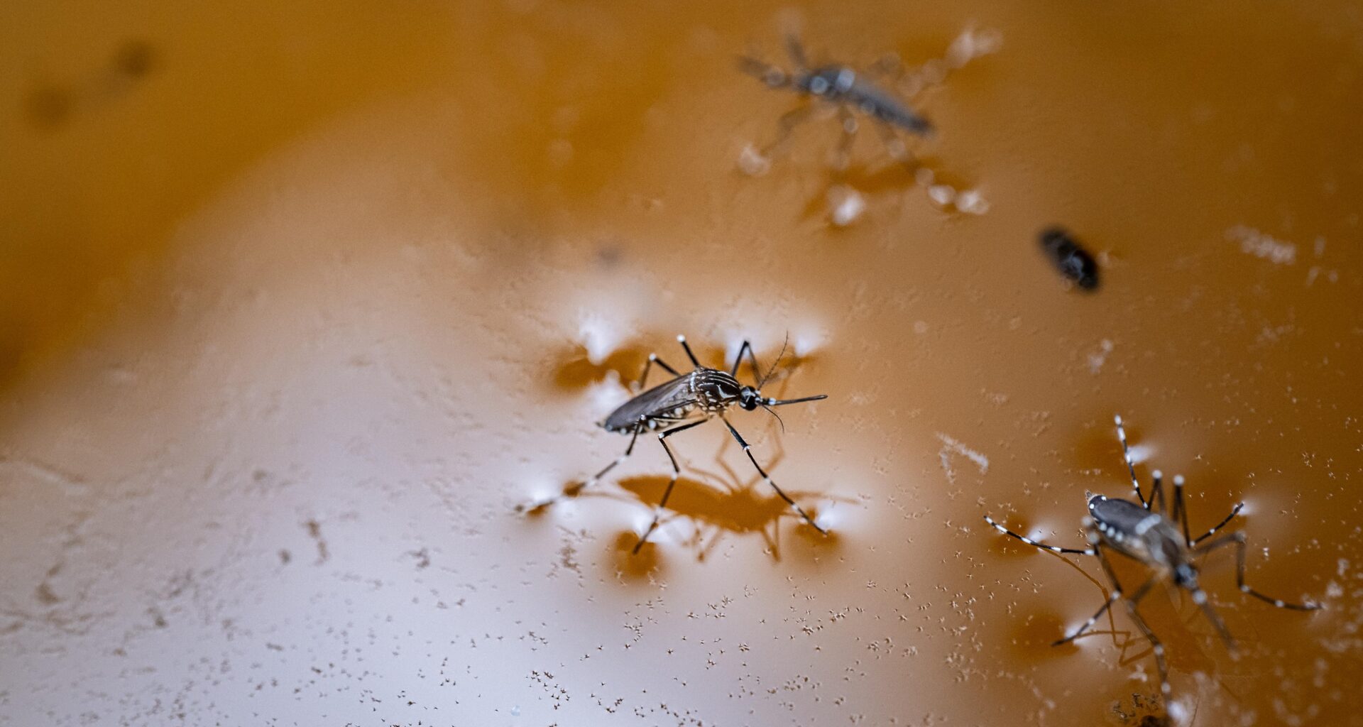 Aid cuts threaten Zimbabwe’s malaria gains, with cases and deaths surging – Save the Children