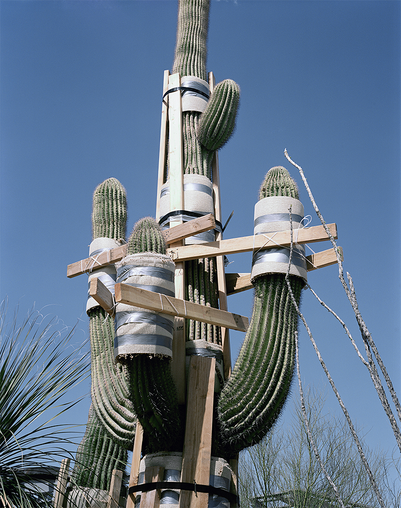 15_©Judy Natal_Future Perfect_Wrapped Saguaro