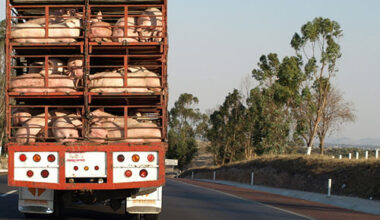 Leman: Hog trucks, biosecurity in motion