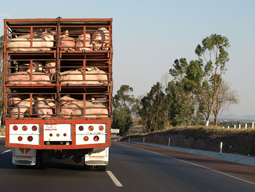 Leman: Hog trucks, biosecurity in motion