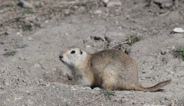 Wildlife advocates 'disappointed' by feds' decision to allow strychnine