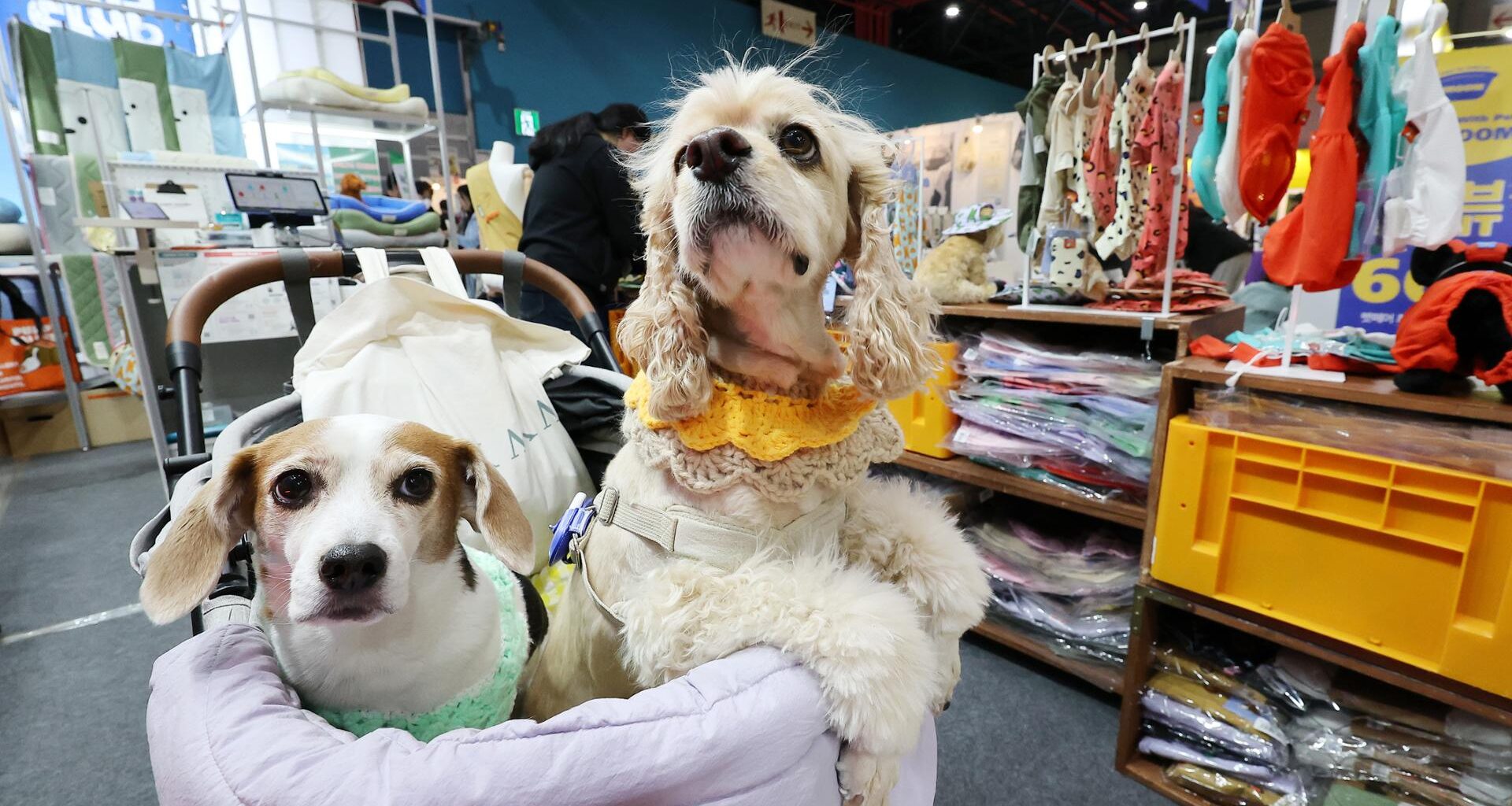 Two dogs ride in a pet stroller at the