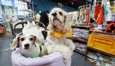Two dogs ride in a pet stroller at the