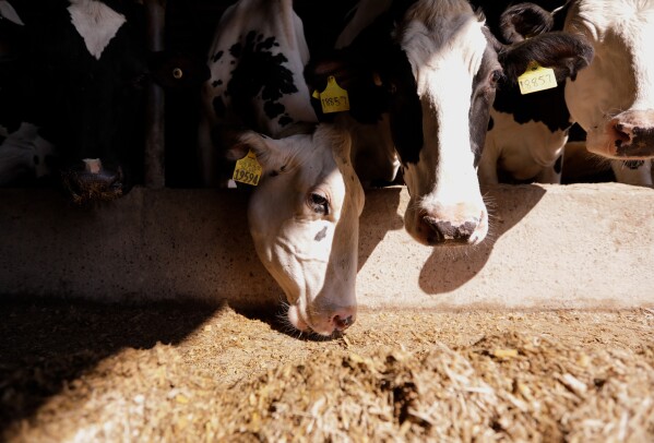 Dairy cows feed at Blue Spruce Farm on Saturday, March 28, 2026, in Bridport, Vt. (AP Photo/Amanda Swinhart)