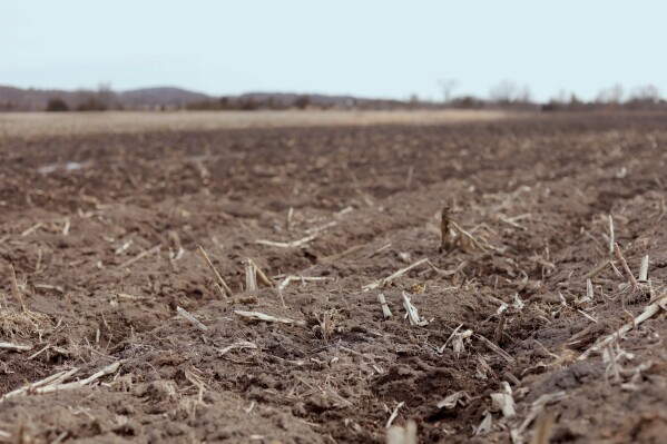 A field used for corn silage on Blue Spruce Farm is pictured on Tuesday, March 24, 2026, in Bridport, Vt. (AP Photo/Amanda Swinhart)