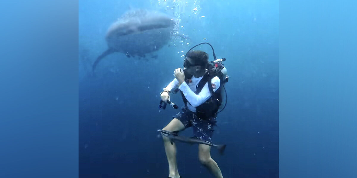 Diver Playing With Little Fish Nearly Misses The World’s Largest Shark Behind Him