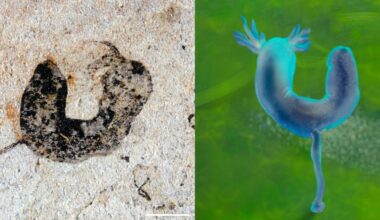 ‘Jaw-dropping’ fossils reset the clock on when complex animals evolved