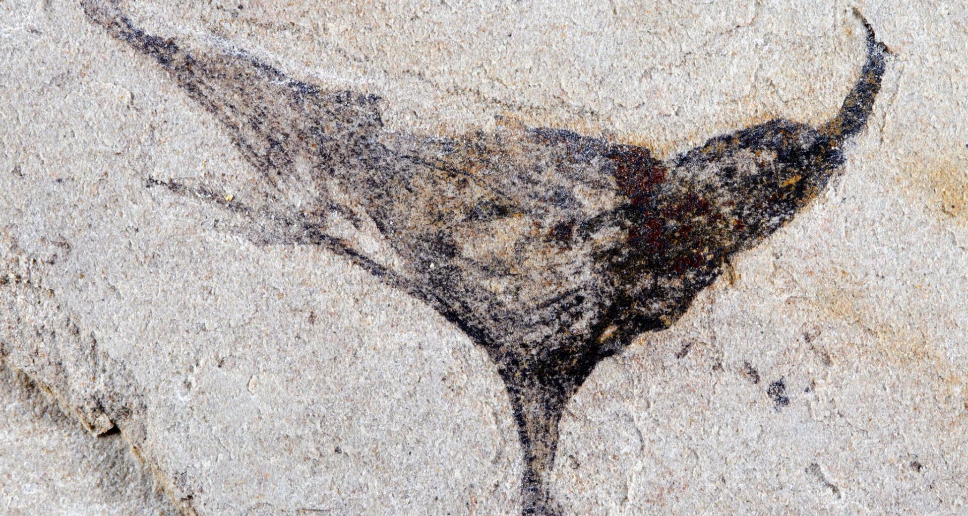 Scientists get first look at the evolution of early complex animals