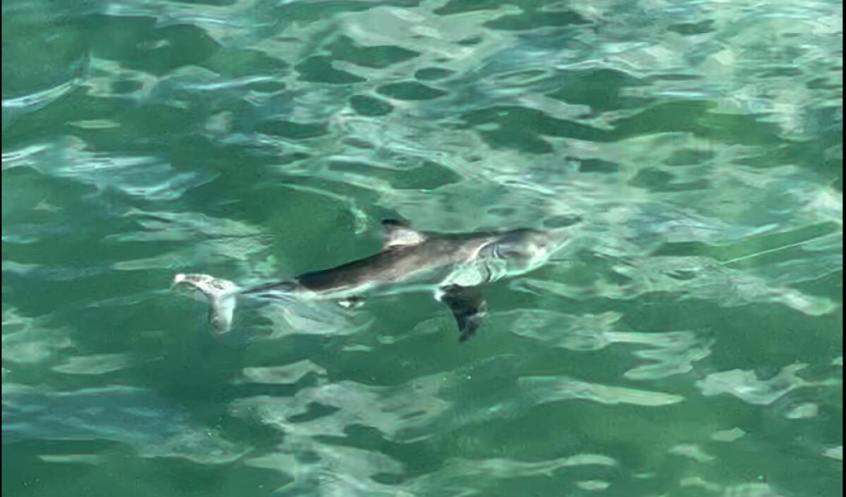 A juvenile great white shark swims away after being freed from a fishing line on Hermosa Beach.