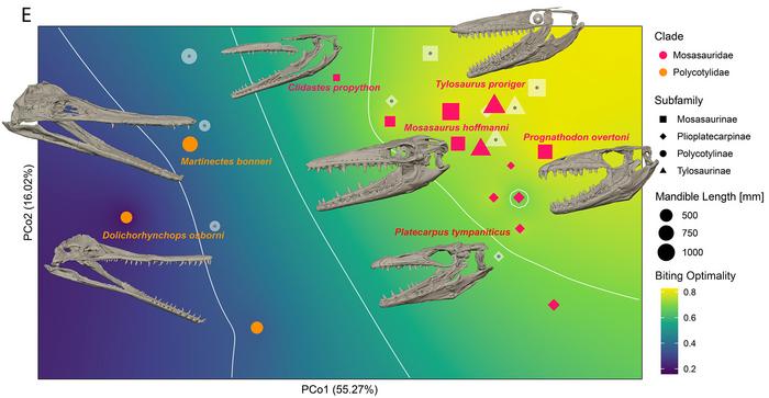 Bite performance of North American mosasaurs and plesiosaurs