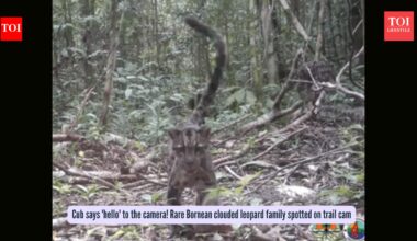 Cub says 'hello' to the camera! Rare Bornean clouded leopard family spotted on trail cam