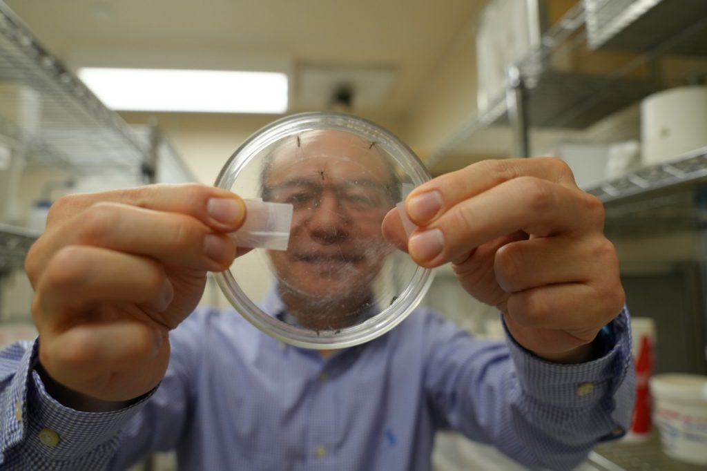 Scientists identify potential new target for disrupting mosquito reproduction | Virginia Tech News