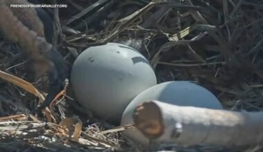 Big Bear bald eagles Jackie and Shadow see first pip of 2026 hatching season