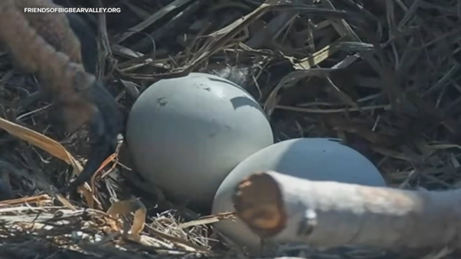 Big Bear bald eagles Jackie and Shadow see first pip of 2026 hatching season