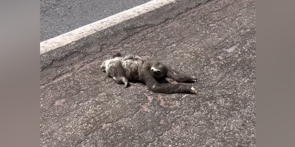 Family Pulls Over To Help Sloth On The Road — Then They Realize She's Not Alone