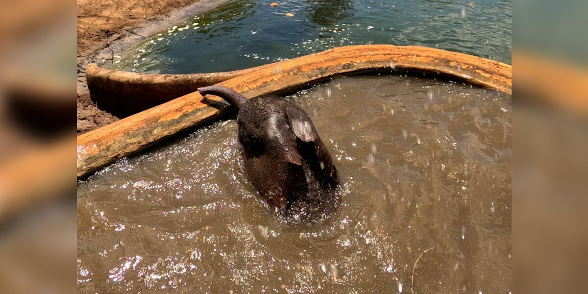 Rescuers Risk Everything To Save 200-Pound Baby Elephant Trapped In Deadly Waterhole