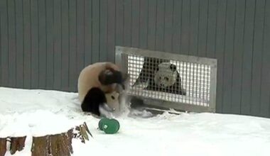 Two giant pandas at National Zoo have begun flirting – NBC4 Washington