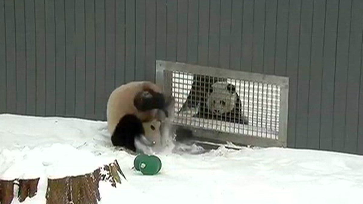 Two giant pandas at National Zoo have begun flirting – NBC4 Washington