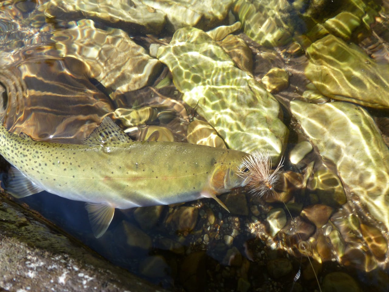 A fish swims underwater.