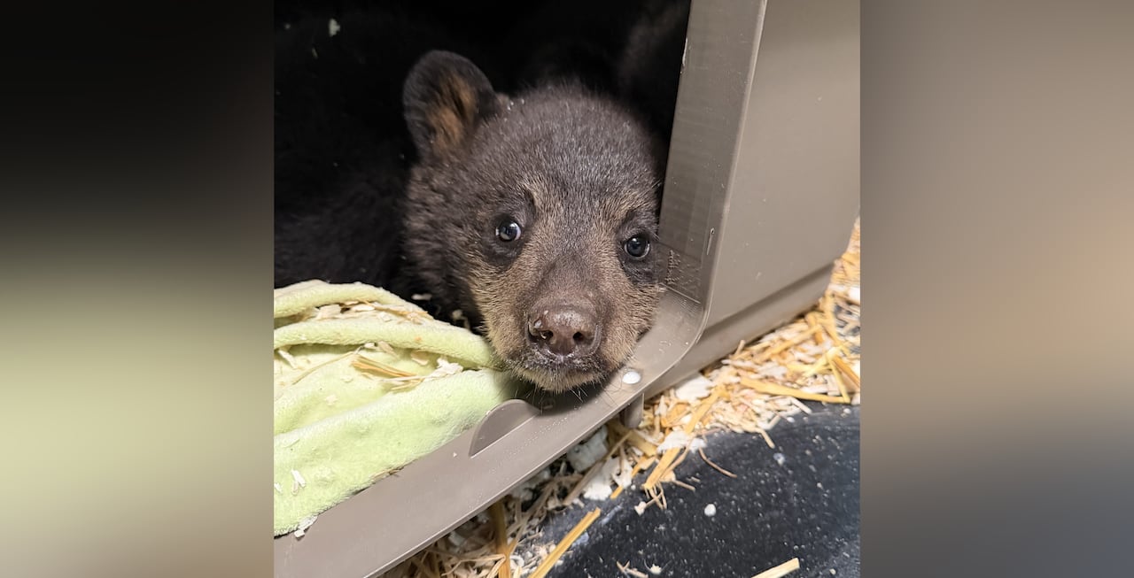 an adorable black bear cub with lighter brown around its nose is seen looking out from and enclosure