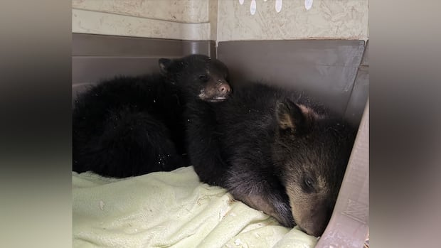 Orphaned black bear cubs 'distressed and traumatized' after mother shot in rural Manitoba, rescue owner says