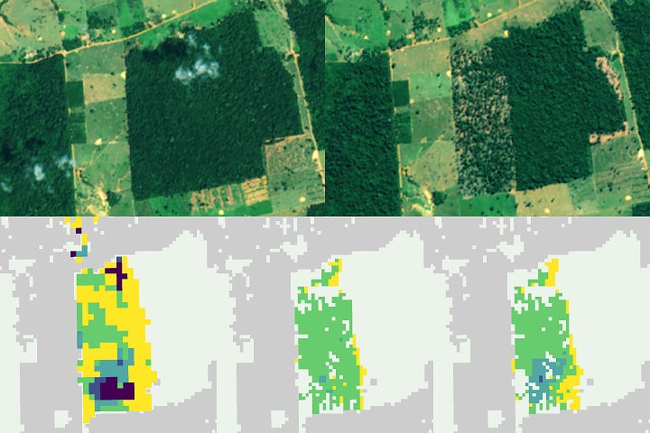 Faster Detection of Forest Loss