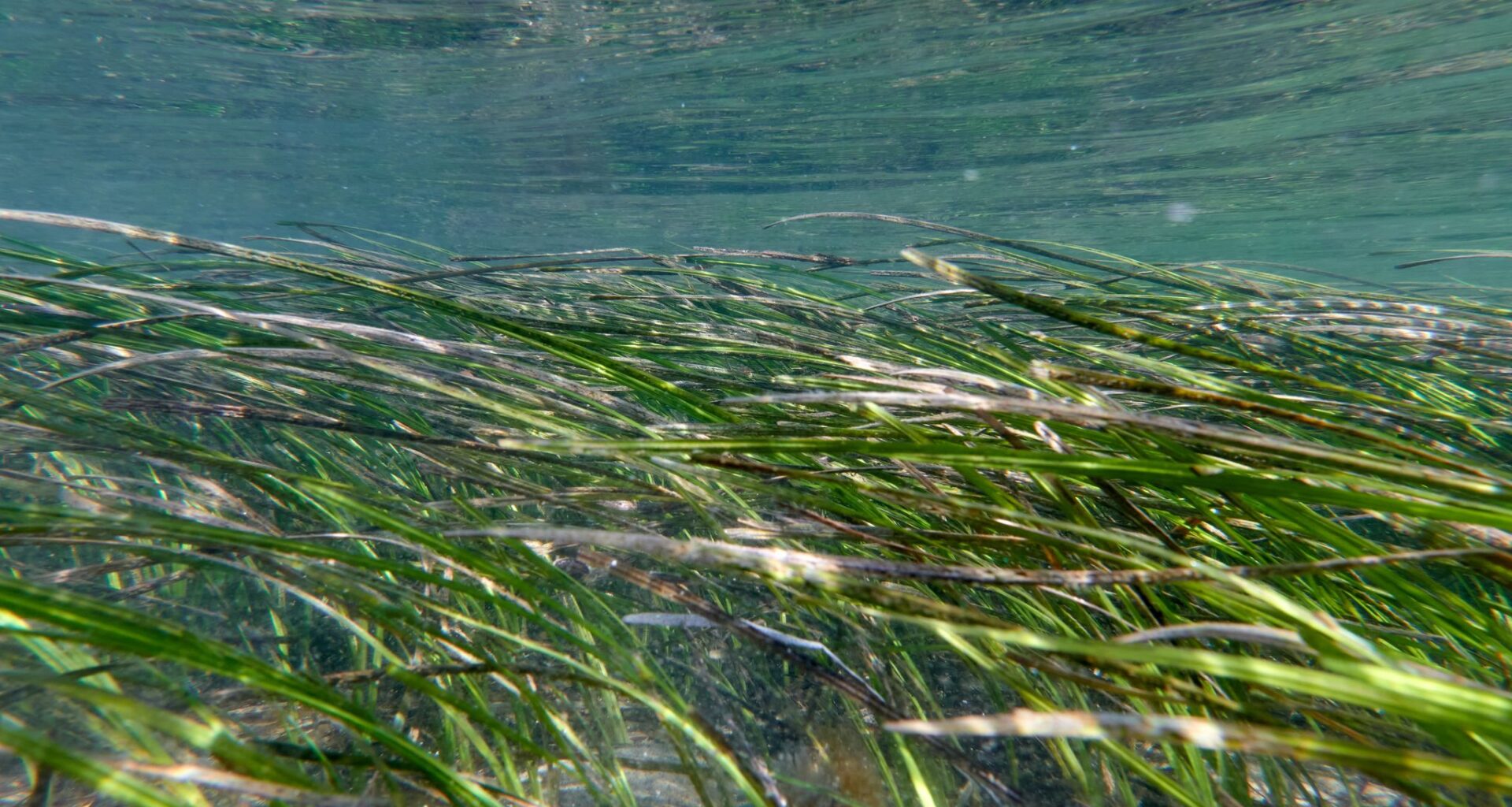 Climate change is outpacing evolution. Scientists are using DNA to catch up