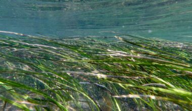 Climate change is outpacing evolution. Scientists are using DNA to catch up