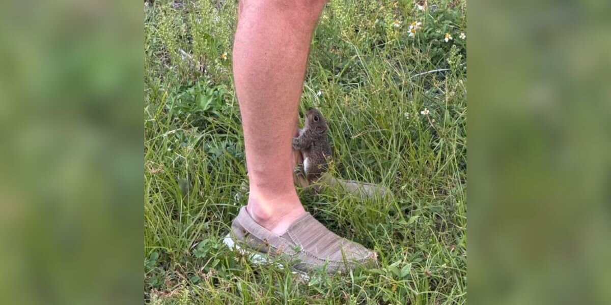 Lost Baby Squirrel Tugs On Man's Ankle For Help — Then Curls Up In His Hand