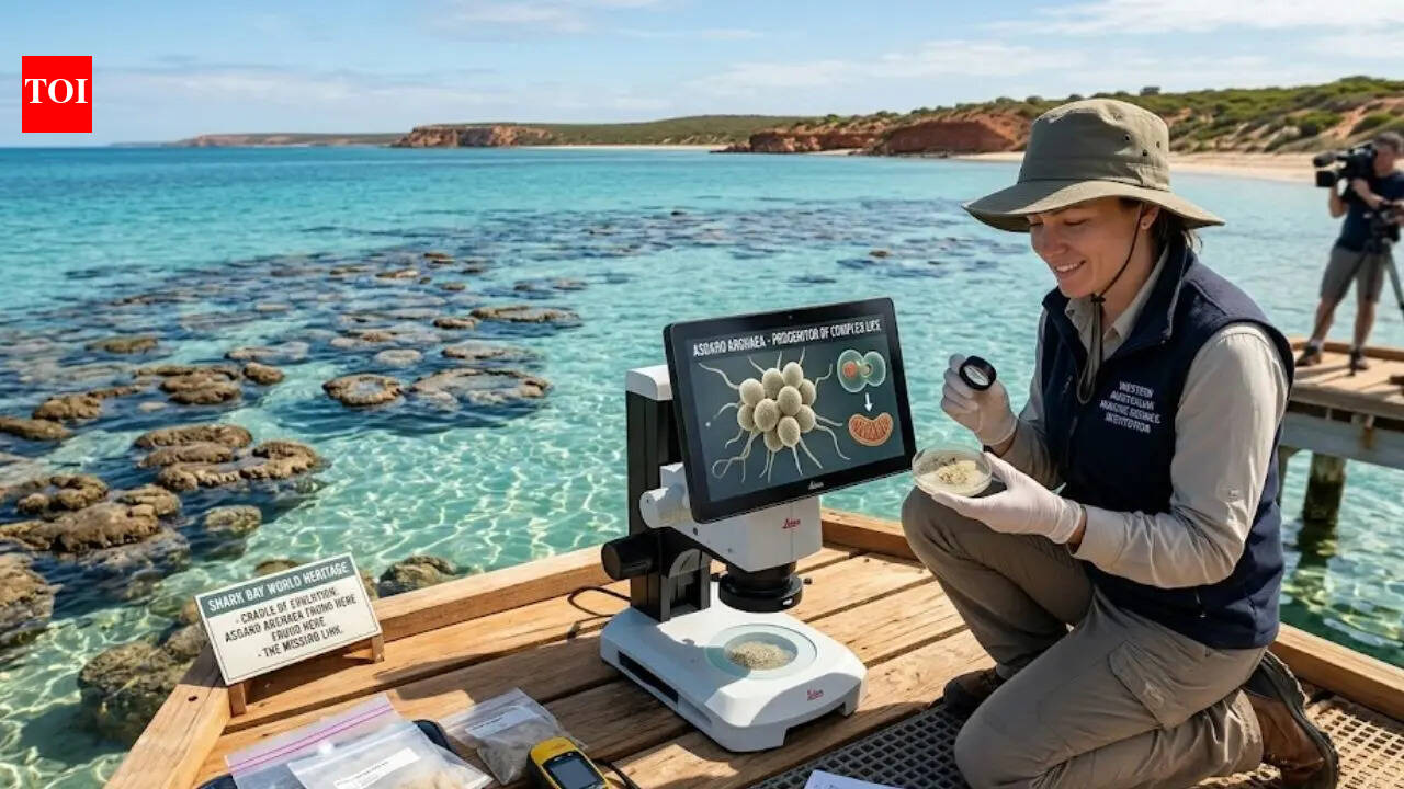 Scientists in Australia have discovered a tiny microbe that could reveal the origin of human life | World News