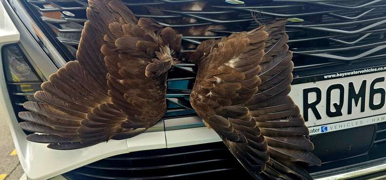 Wings sticking out from car's grille.