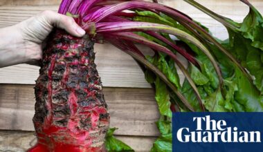 Can’t beet it! Humble mangelwurzel to star at Chelsea flower show | Chelsea flower show