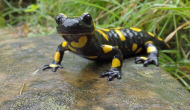 When Oxygen Determines If Limb Can Regrow