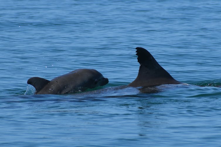 Each dolphin has distinctive markings on its dorsal fin. Experienced researchers can sometimes identify them by sight in the field, and they photograph them to confirm their identity in the lab.