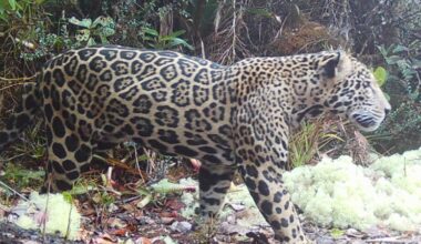 First ‘cloud jaguar’ spotted in 10 years sparks hope in Honduras