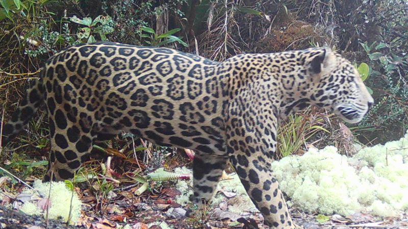 First ‘cloud jaguar’ spotted in 10 years sparks hope in Honduras