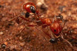 Smithsonian research associate discovers ants assemble to be picked clean by ‘cleaner’ ants, a novel insect behavior