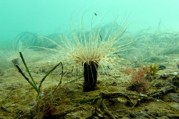 A sea anemone sits beside a patch of eelgrass in San Diego's Mission Bay, Tuesday, Dec. 2, 2025. (AP Photo/Annika Hammerschlag)