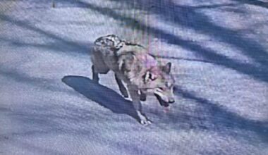 A wolf is seen on a road after escaping from a zoo in Daejeon, Wednesday, in this photo provided by the Daejeon Fire Headquarter. Yonhap