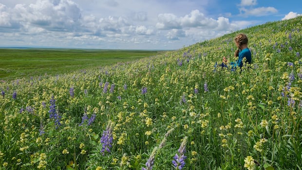 Alberta rejects federal nature strategy, redefines protected land
