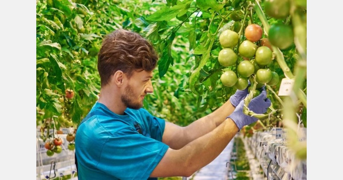 Why greenhouse leaders started with autonomous growing