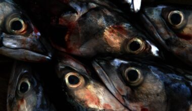 Campaigners warn UK is ‘fishing our future away’ amid cod and mackerel shortages