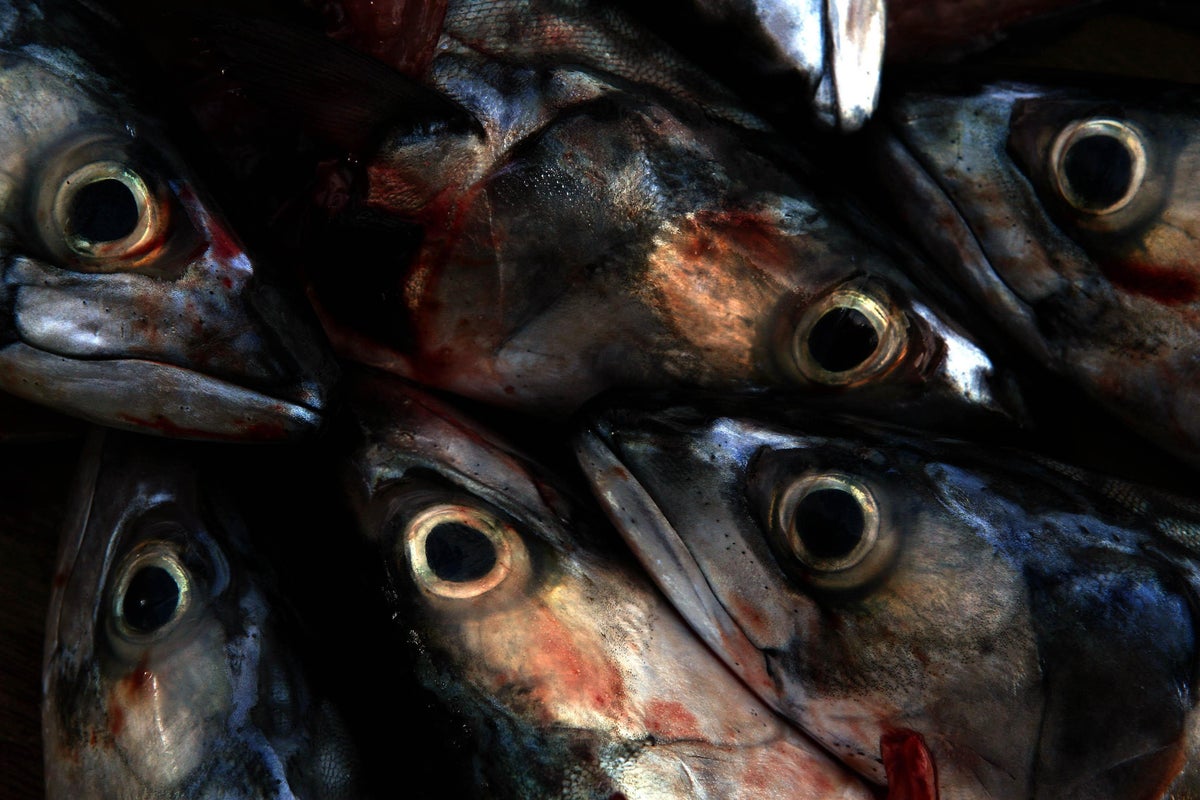 Campaigners warn UK is ‘fishing our future away’ amid cod and mackerel shortages