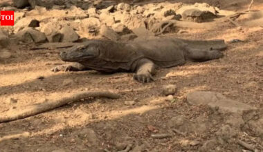 Indonesia Smuggling: Six Arrested for Smuggling Endangered Komodo Dragons in Indonesia | World News